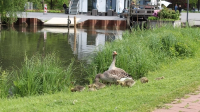 Schützen ihren Nachwuchs: Gänse mit Nachwuchs an der Promenade. (Foto: wb)
