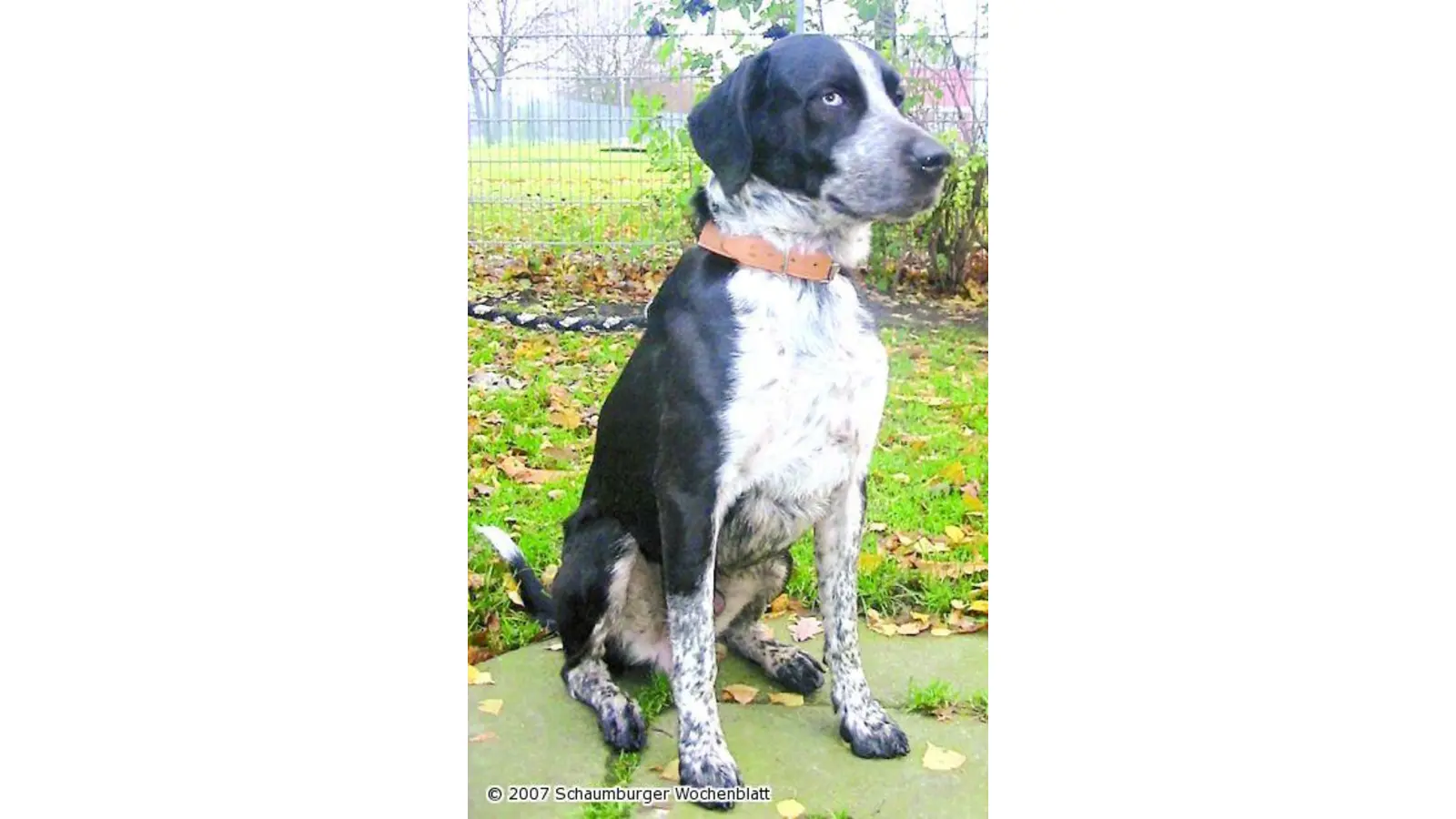 Aktiver Hund braucht ein Zuhause (Foto: wtz)