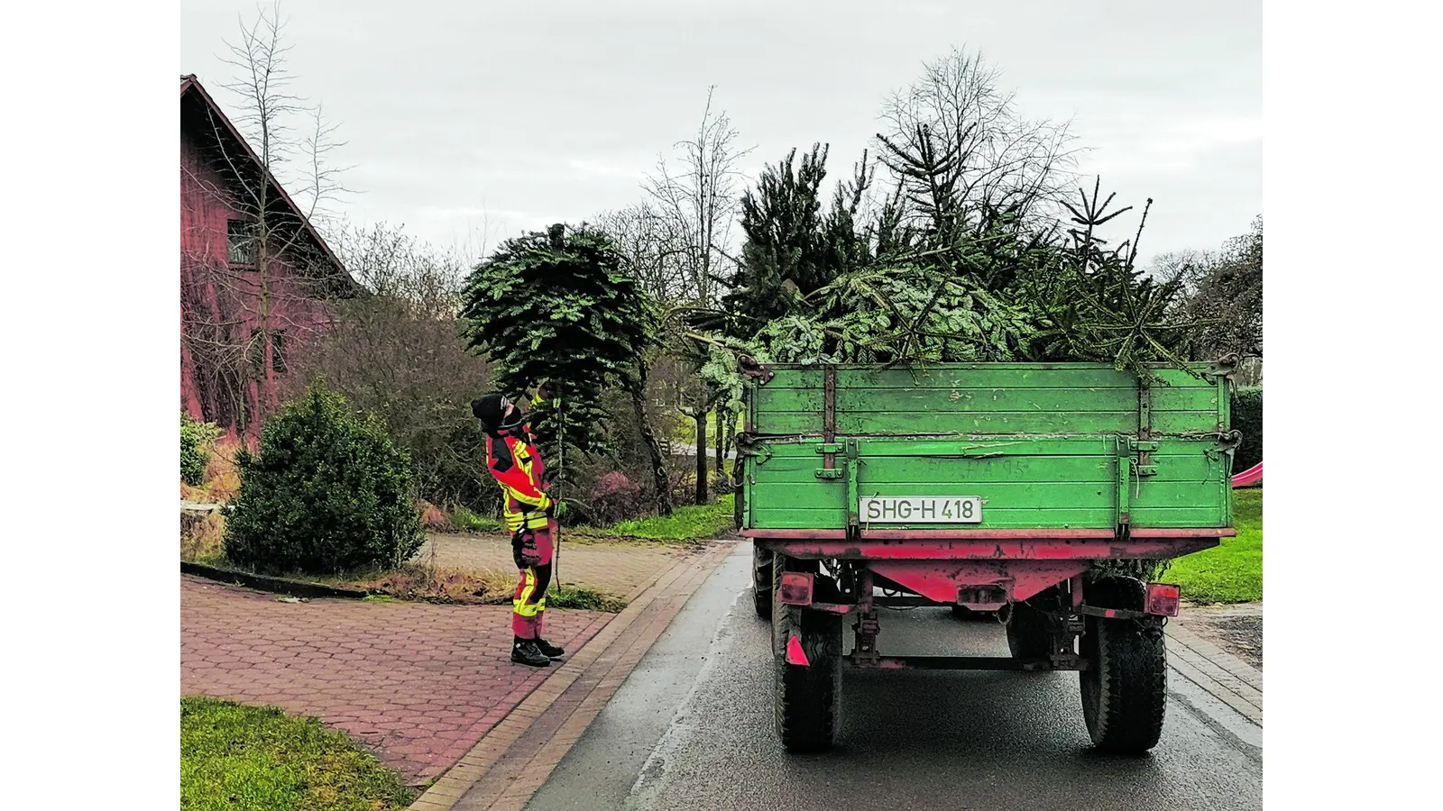 Tannenbäume sammeln (Foto: cs)
