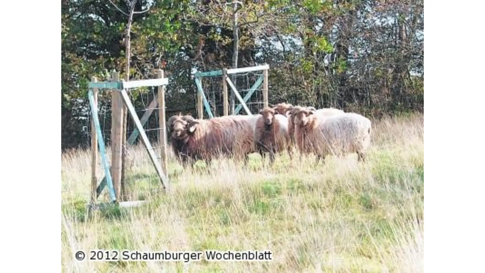 Skudden stellen sich nun unter (Foto: ste)