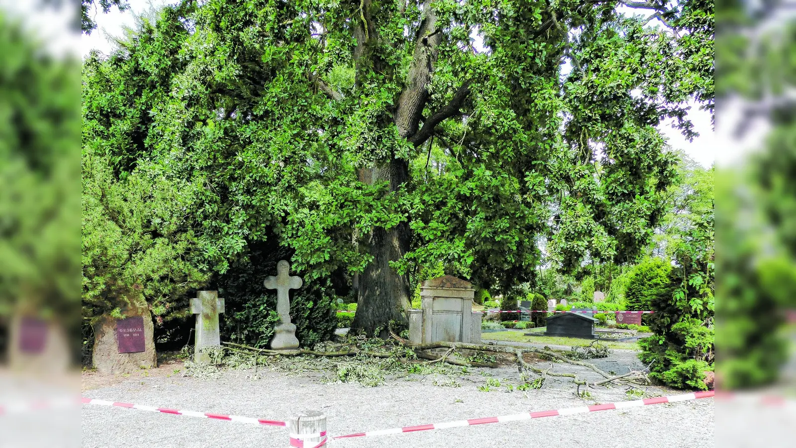 Große Äste fallen auf Friedhofsweg (Foto: al)