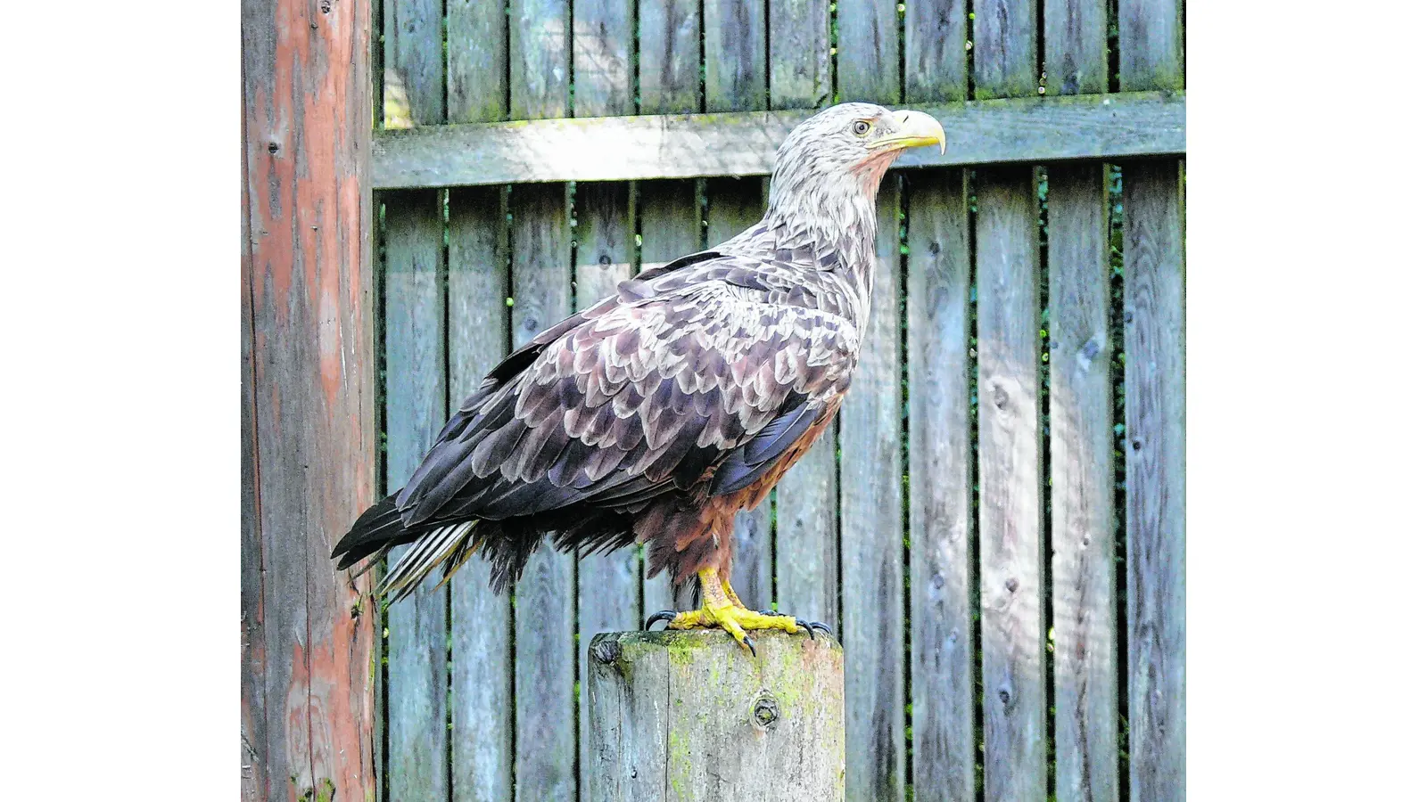 Seeadler kollidiert vermutlich mit Fahrzeug (Foto: red)