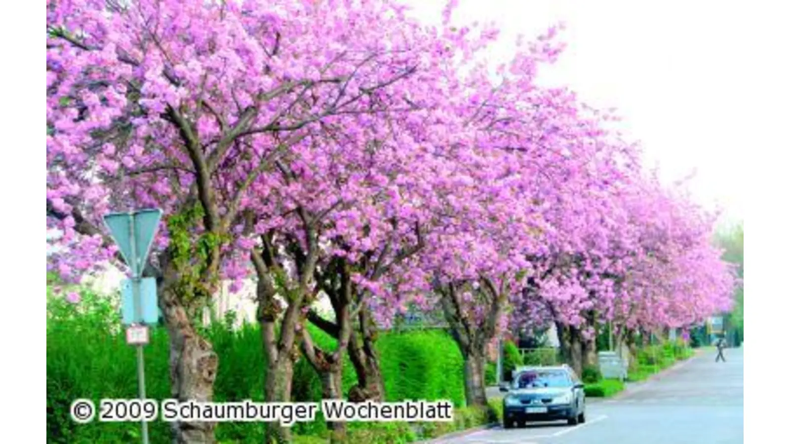 Blütenpracht an der Bahnhofsallee (Foto: km)