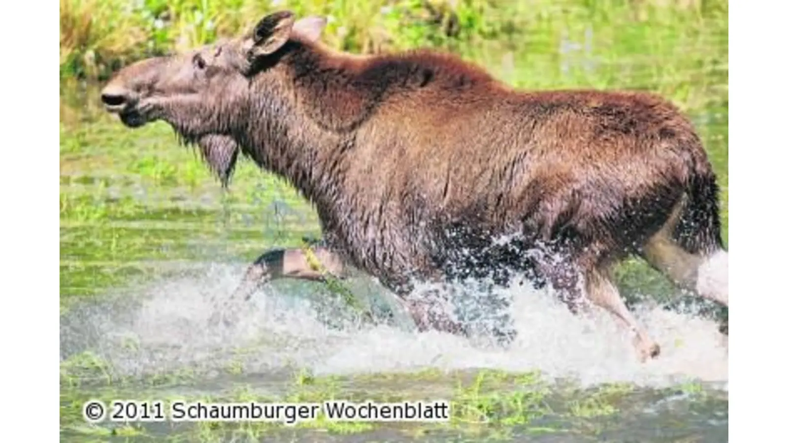 Eine Extraportion Wild für alle Kinder (Foto: em)