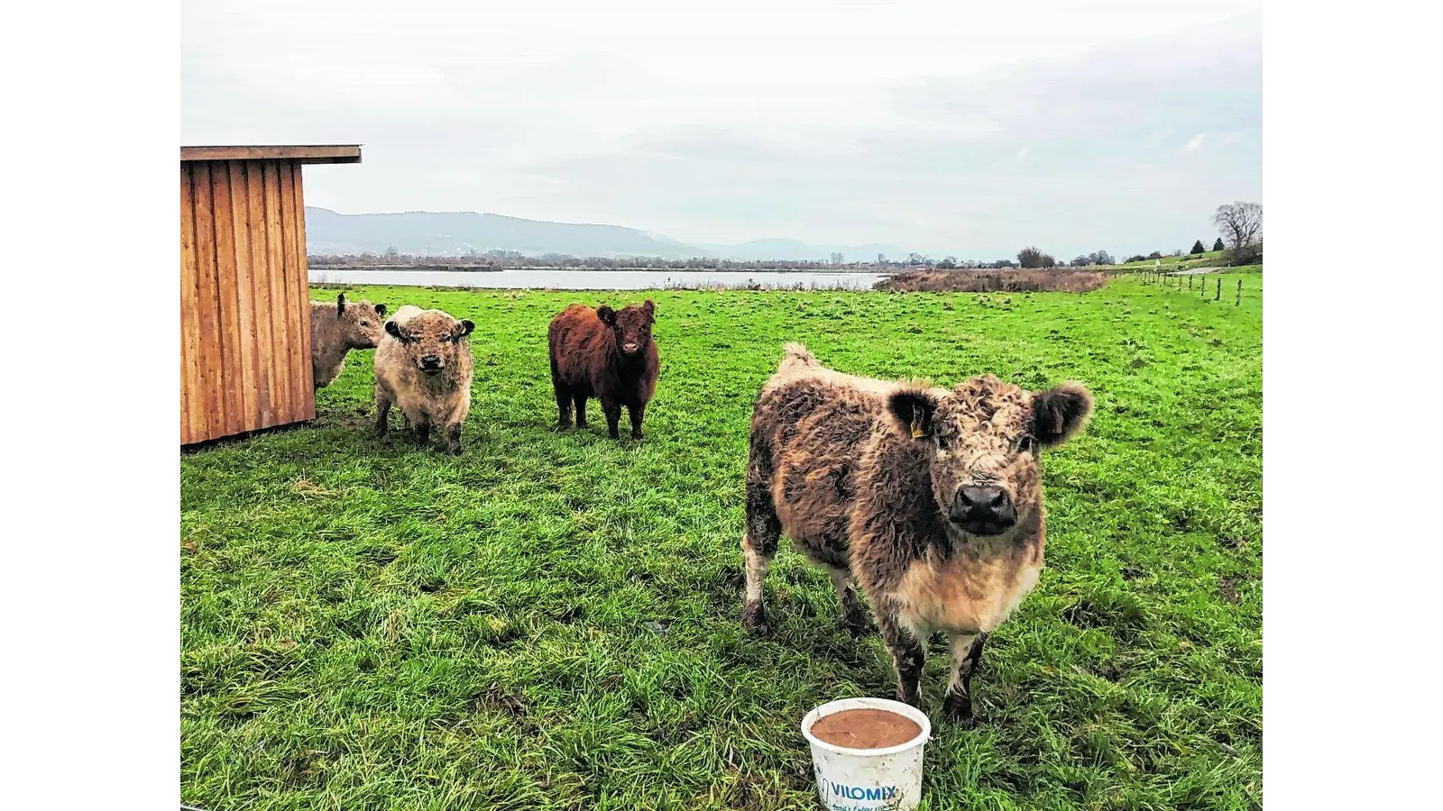 Tierische Landschaftspfleger (Foto: ste)