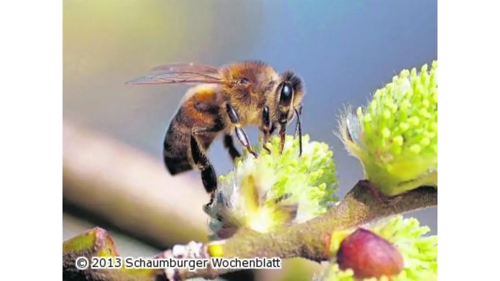 Das stille Sterben der Honigbiene (Foto: ste)