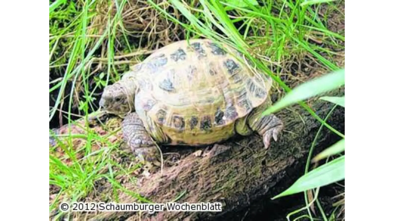 Landschildkröte aufgefunden (Foto: em)