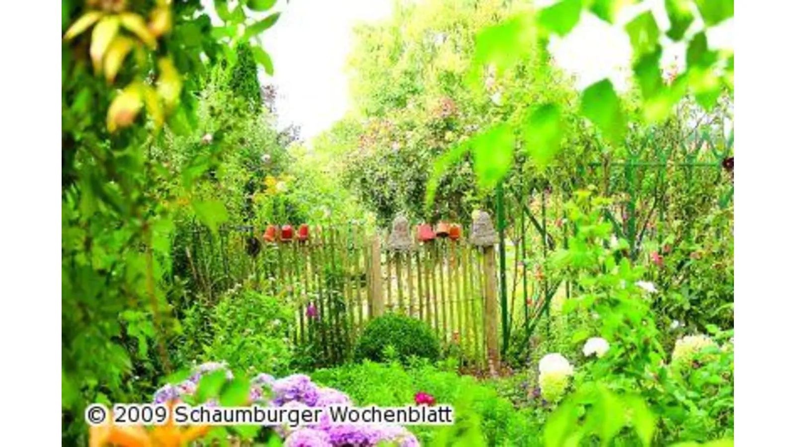 Offene Pforte treibt Extrablüten (Foto: ih)