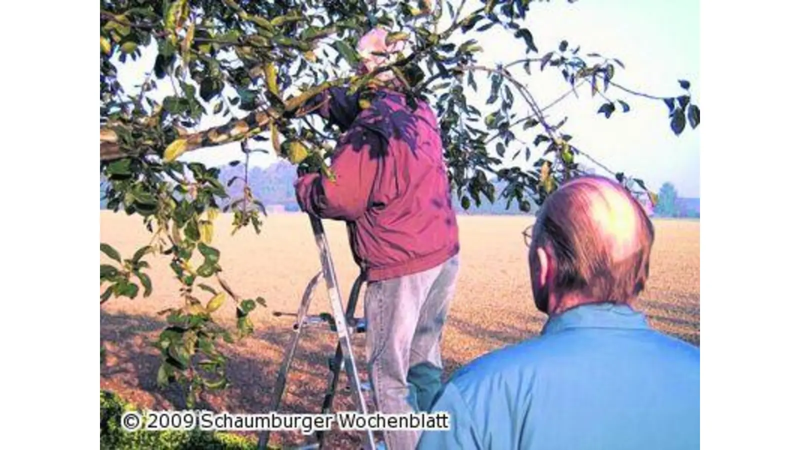 Baumschnittkurs (Foto: red)