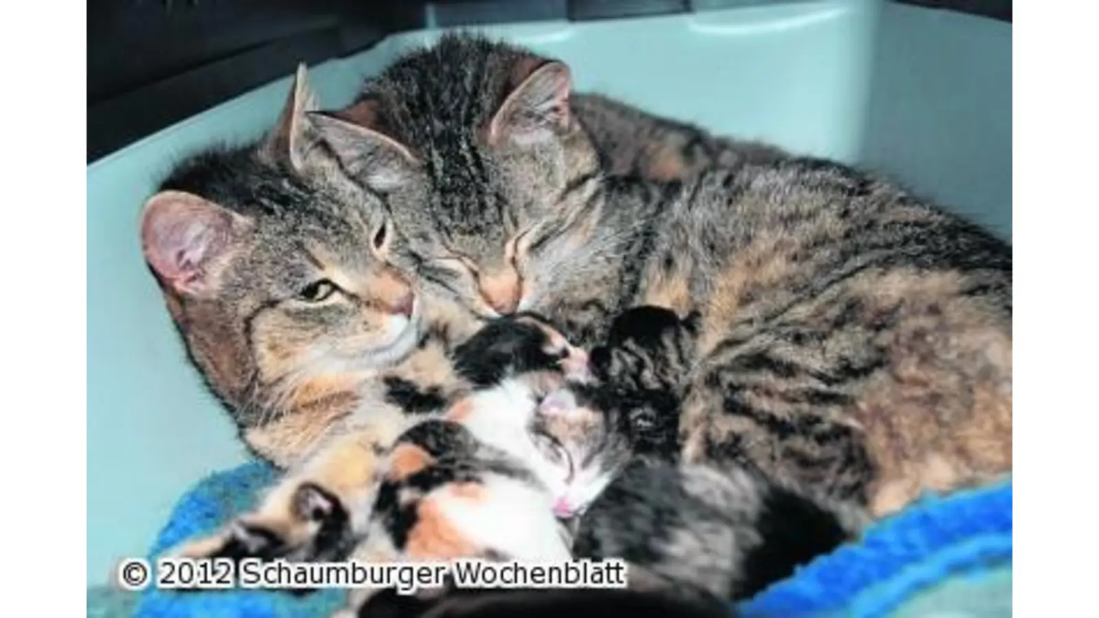 Tierschützer suchen dringend Pflegefamilien für Jungkatzen (Foto: hb)