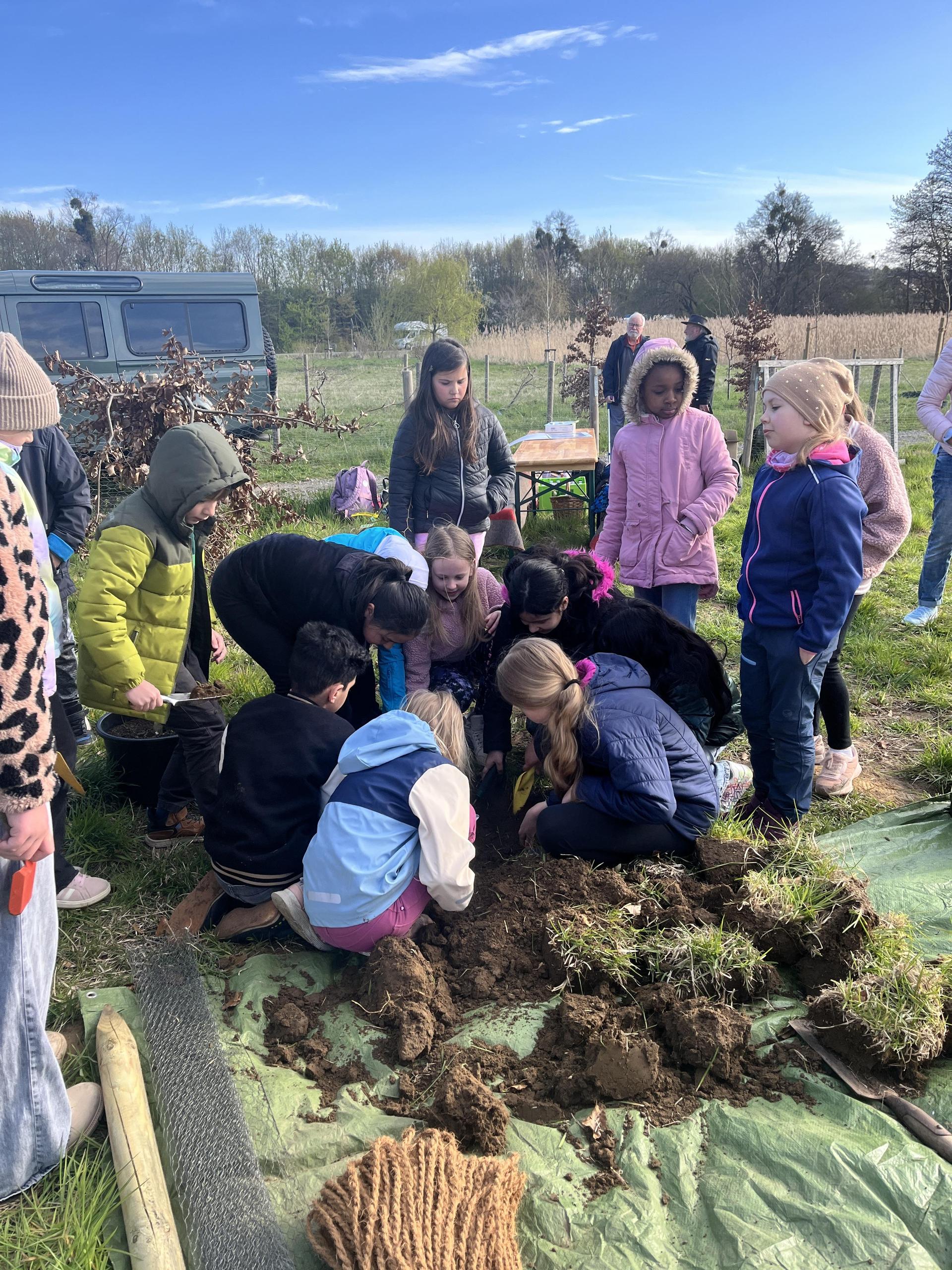 Neue Süntelbuche angepflanzt. (Foto: nd)