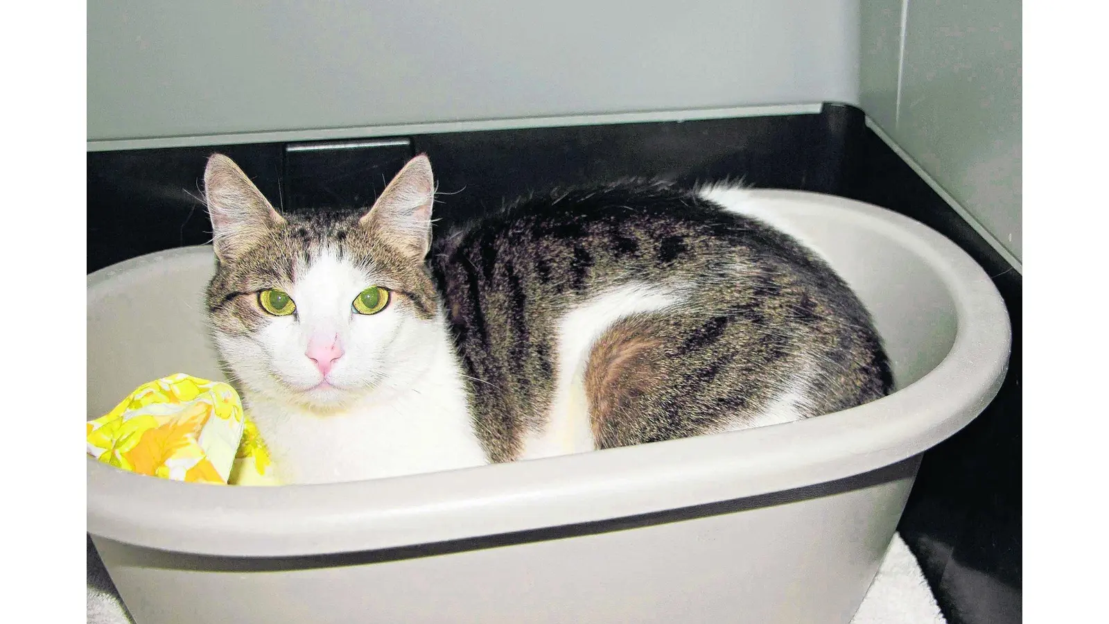 Zwei Körbe voll Katzenleid (Foto: jl)