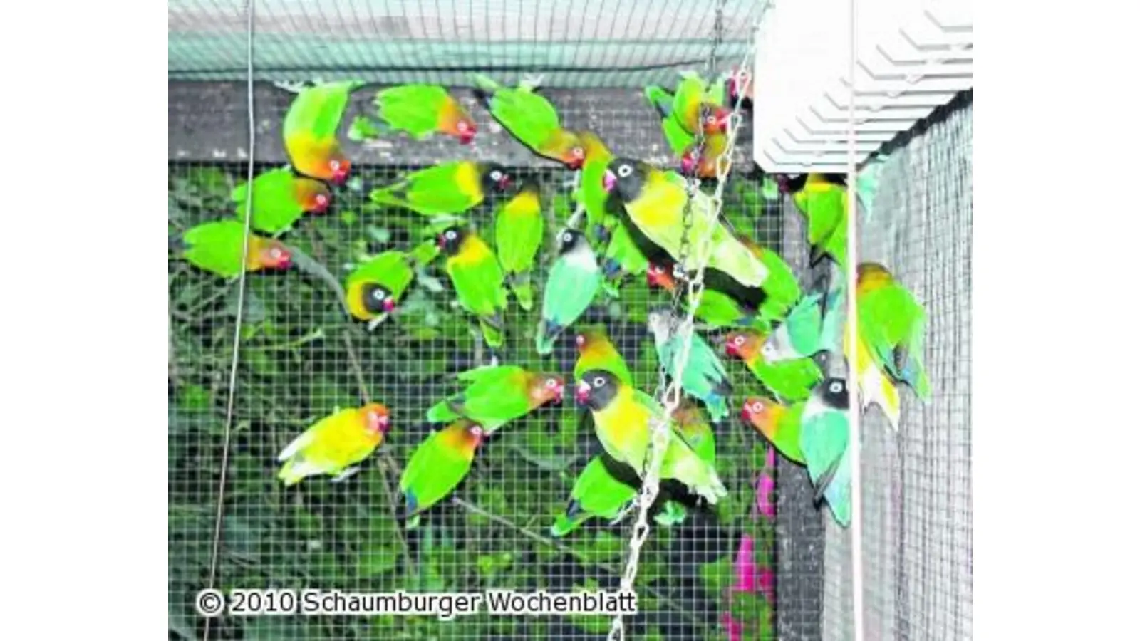 Jubiläumsvogelschau in der Mehrzweckhalle (Foto: ste)