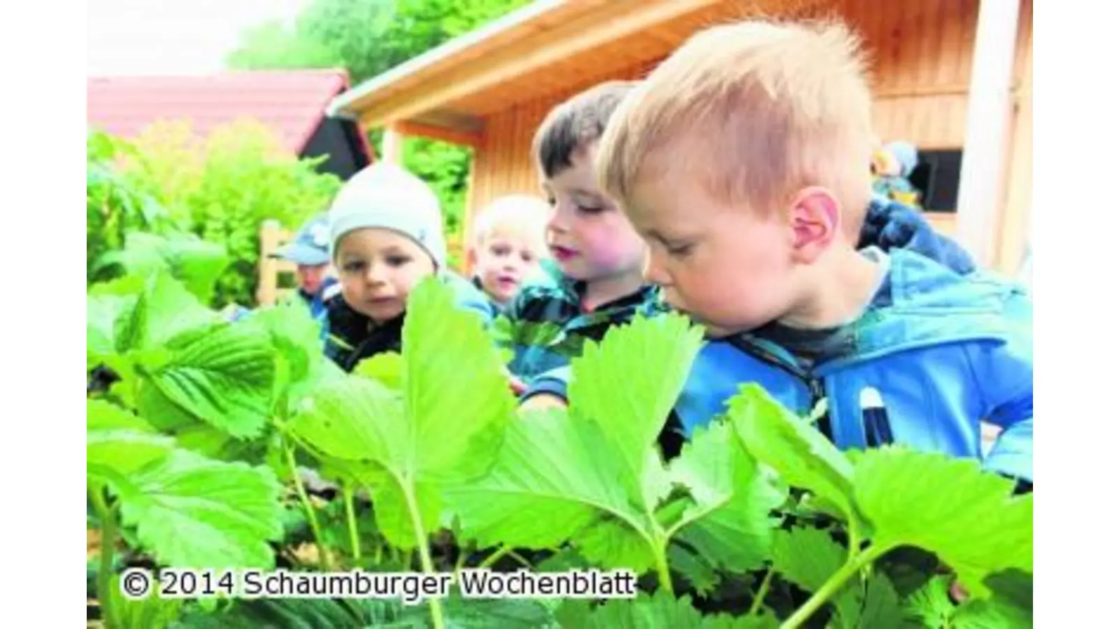 Leckere Erdbeeren aus eigenem Anbau (Foto: ag)