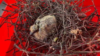 Samt Nest: Ein Jungvogel.  (Foto: Feuerwehr)