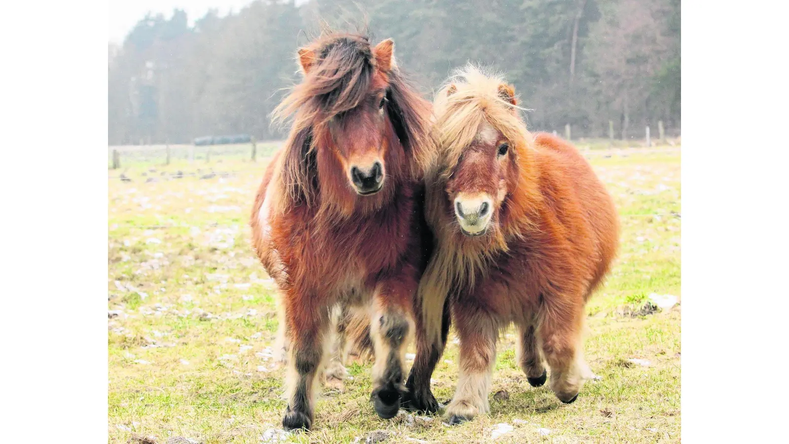 Ponyzüchter sorgen für Unterhaltung (Foto: em)