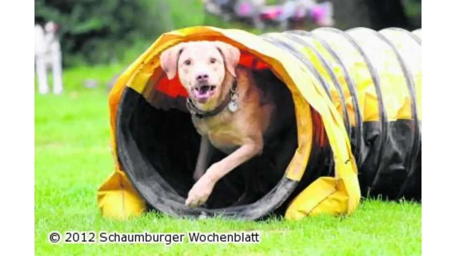 Beim Agility-Turnier geht es um die Wurst (Foto: ge)