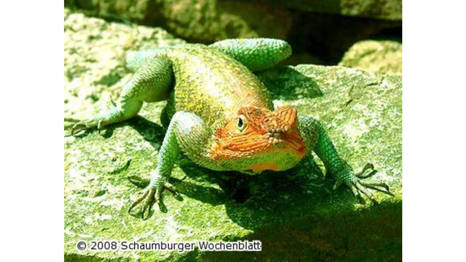 Agamen vor der Wildtierstation ausgesetzt (Foto: red)