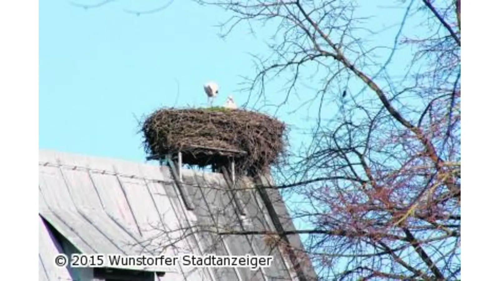 Störche sind nur vier Wochen ausgeflogen (Foto: gi)