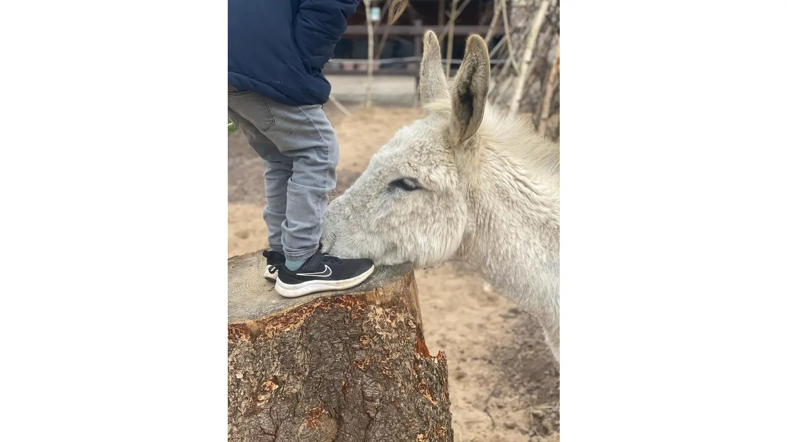 Auch tiergestützte Aktivitäten – etwa mit dem Esel namens Salz – gehören zum Konzept der Lebenshilfe. (Foto: privat)
