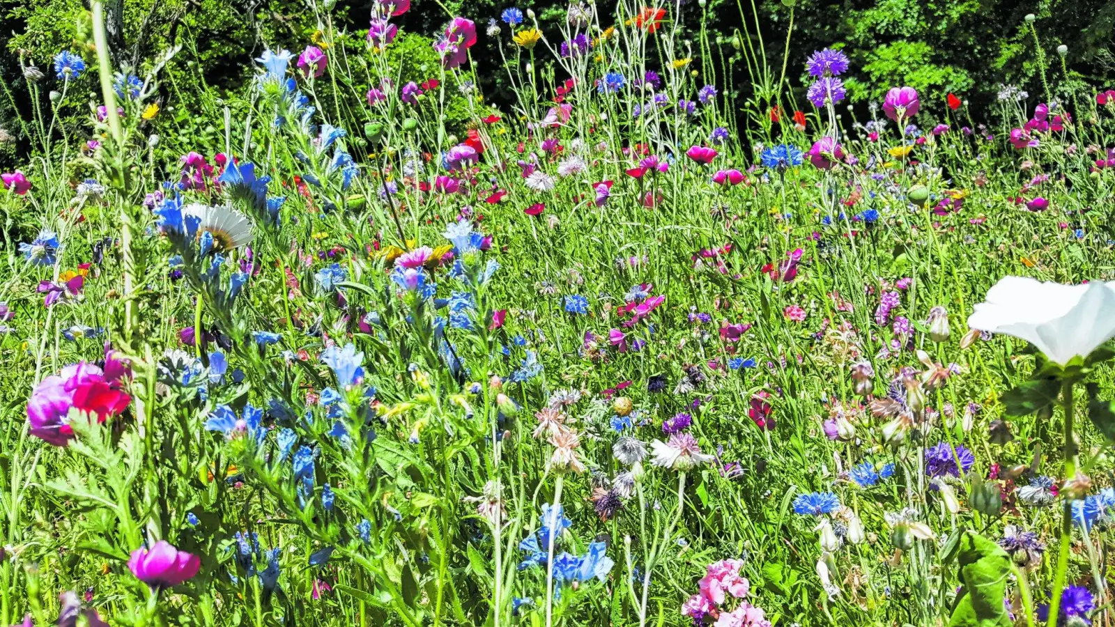 Samen von Wildblumen und anderen Pflanzen werden kostenlos bereitgestellt (Foto: red)