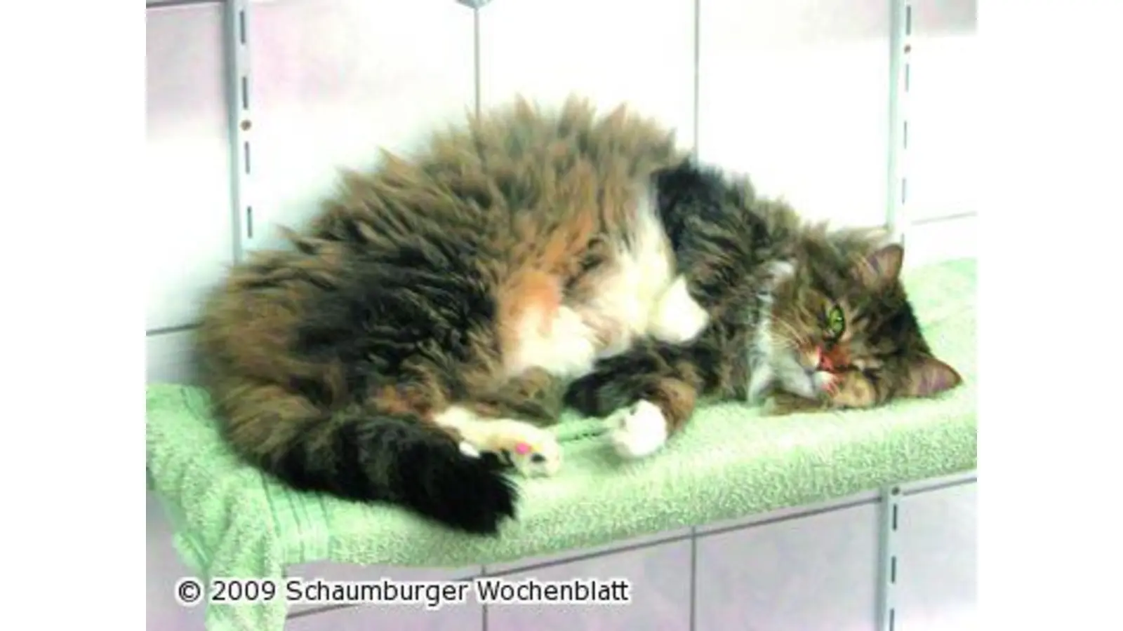 Schmusiger Kater (Foto: pd)