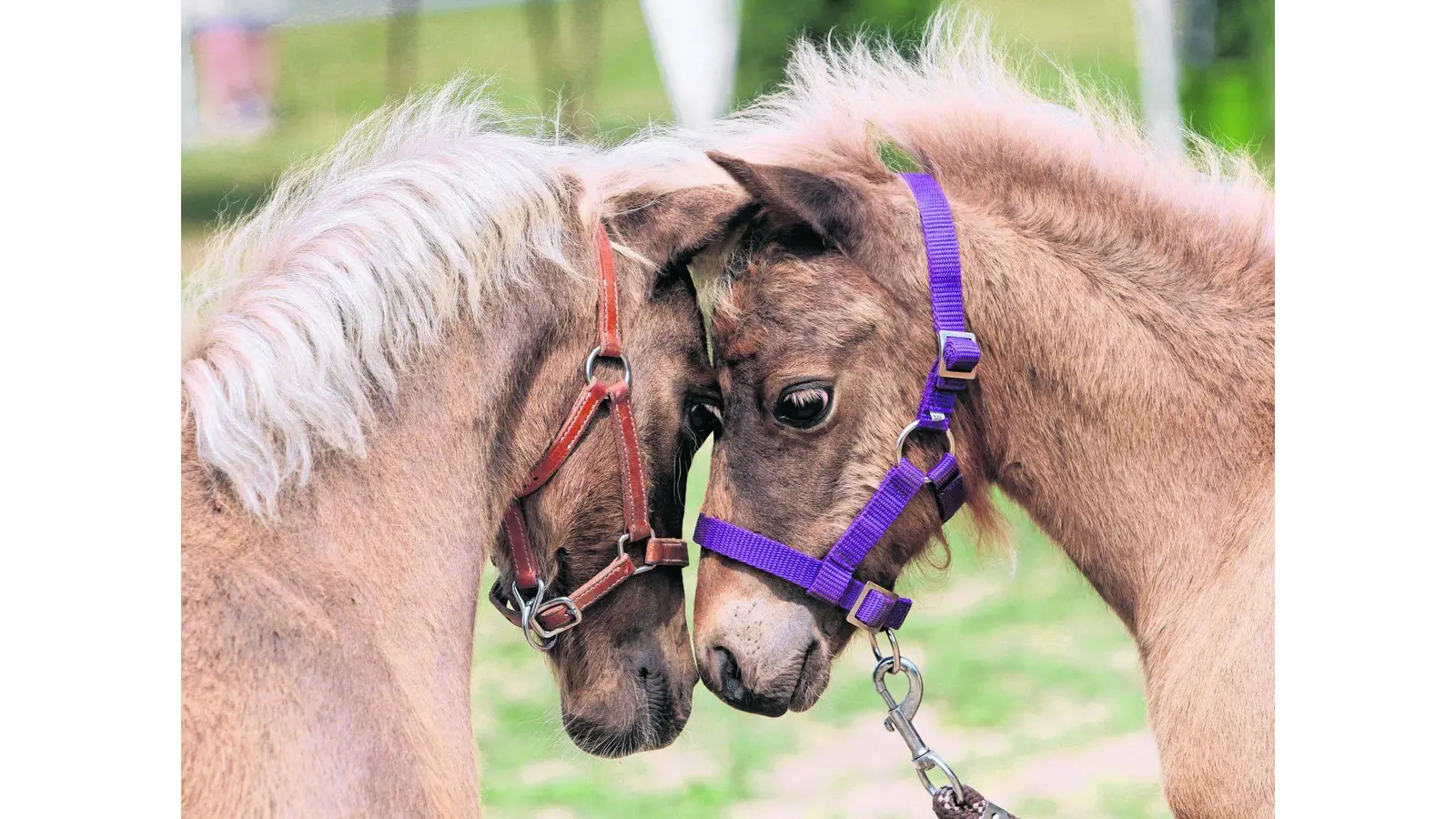 Klönabende der Ponyzüchter (Foto: lz)