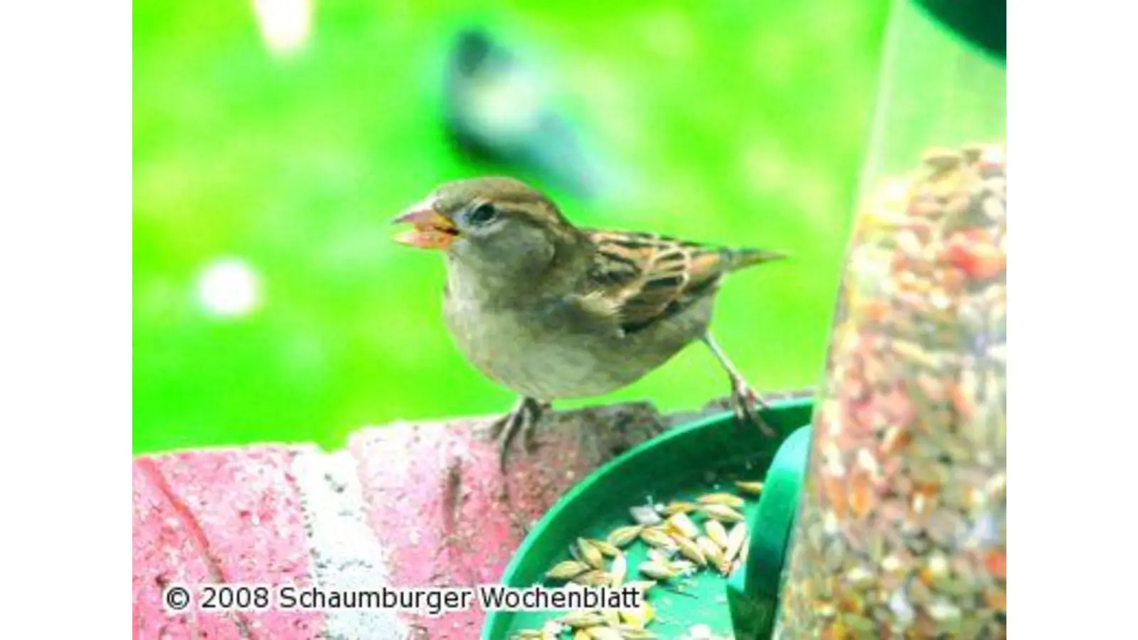 Kinder stellen Vogelfutter selbst her (Foto: tt)