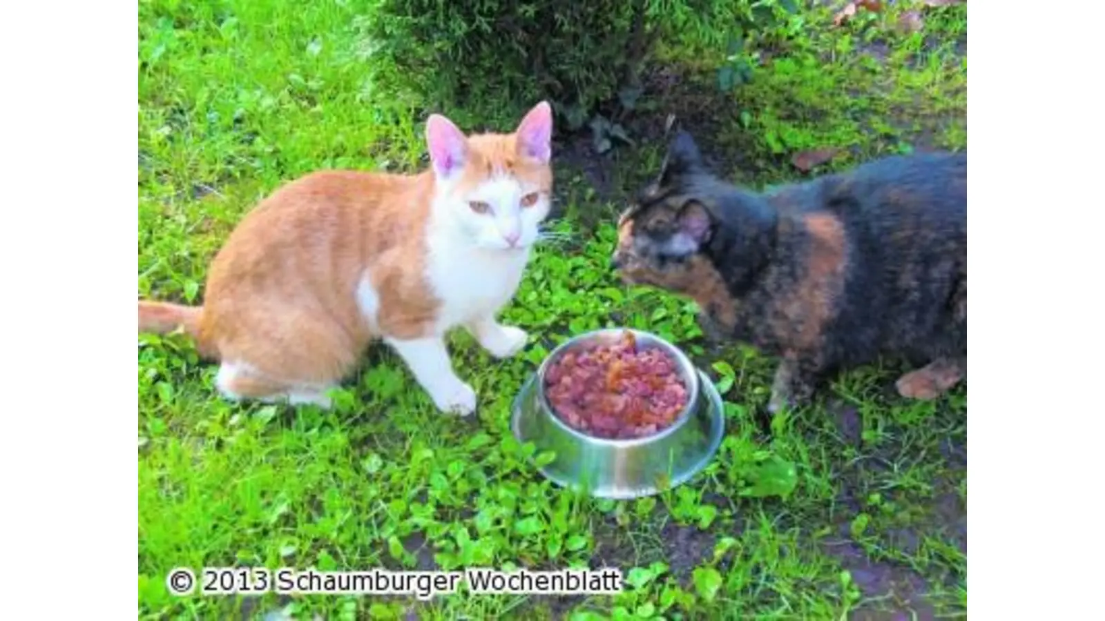 Kastrationspflicht für freilaufende Katzen (Foto: red)