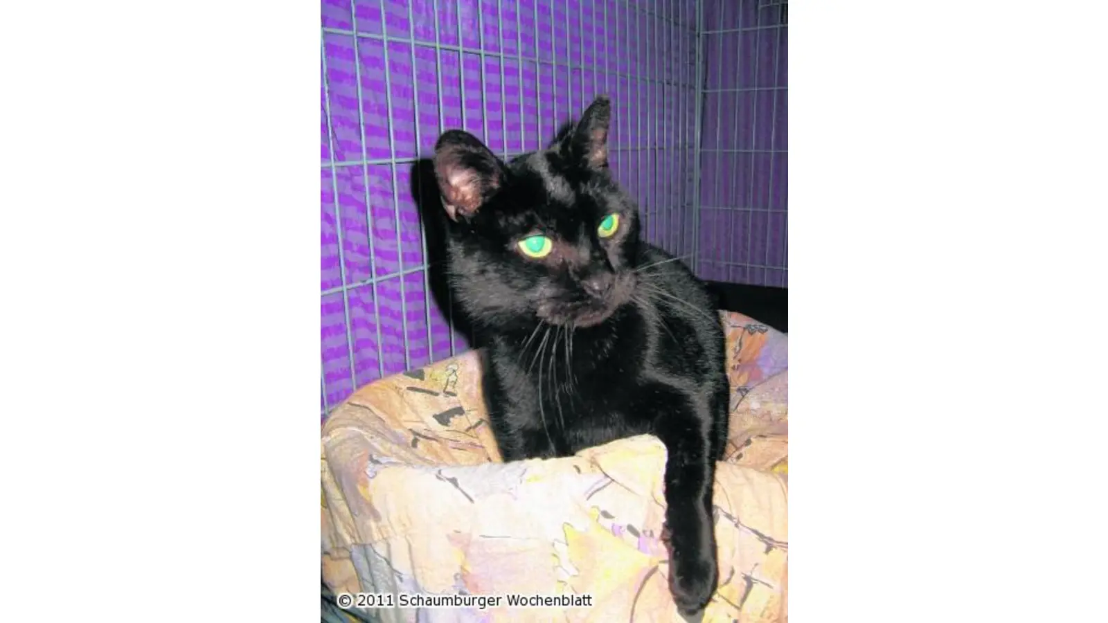 Kuschelkater Othello sucht ein Zuhause (Foto: pd)