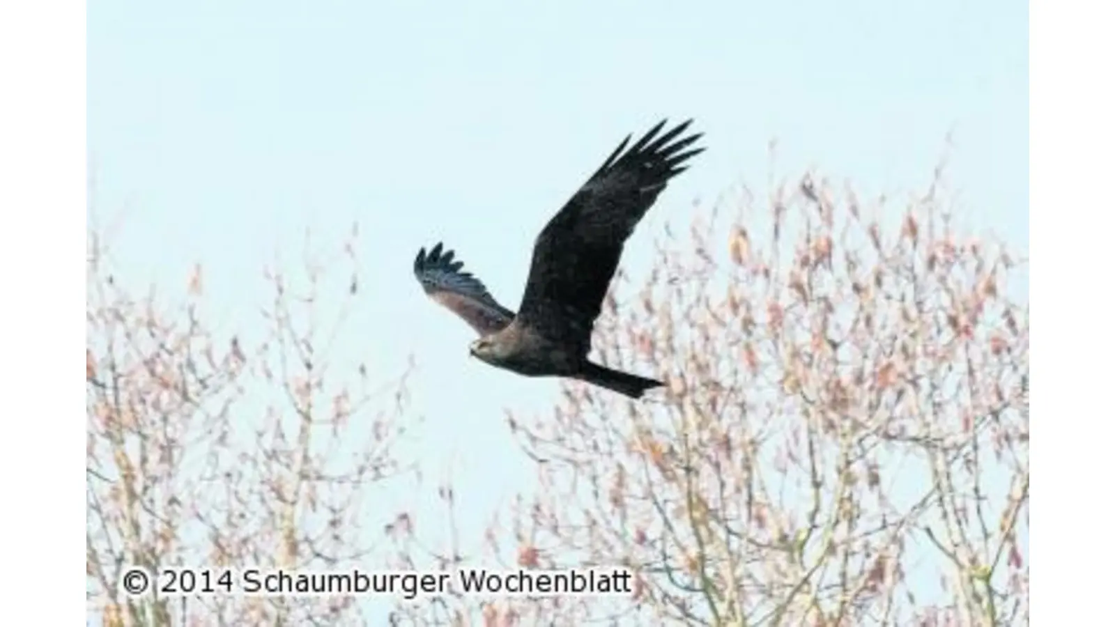 Schwarzmilan eine Seltenheit (Foto: red)