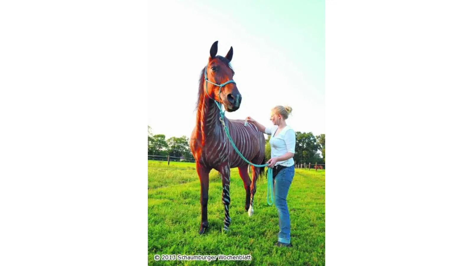 Mit Streifen bremsenfrei grasen (Foto: wa)