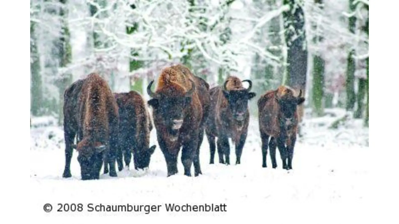 365 wilde Tage zum Sonderpreis mit der Jahreskarte für das Wisentgehege (Foto: ro)