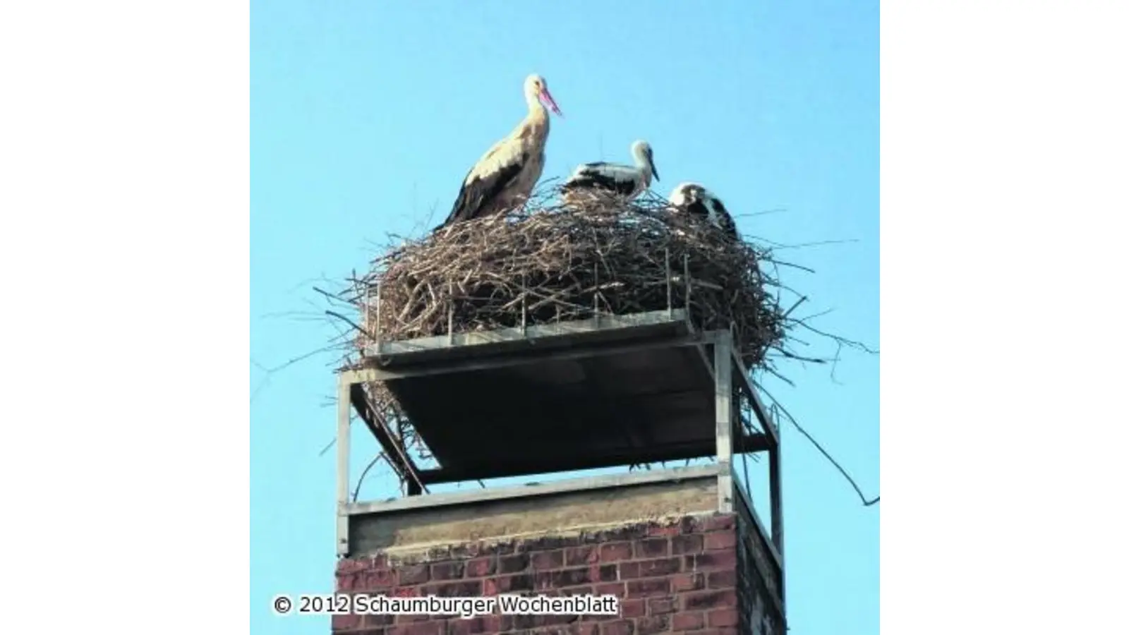Nachwuchs wagt einen Blick über den Nestrand (Foto: wtz)