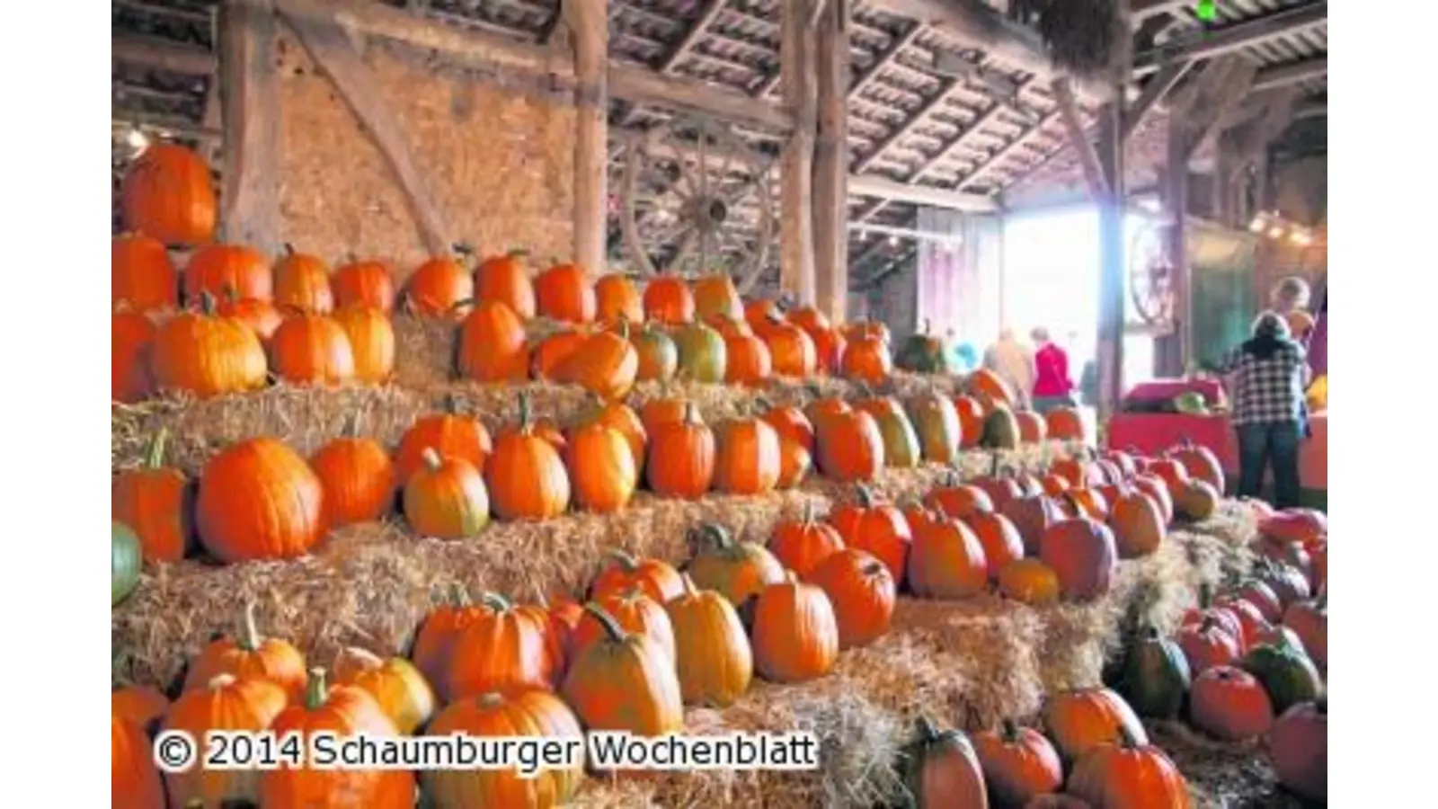 Kürbisfest erfreut sich größerer Beliebtheit (Foto: ste)