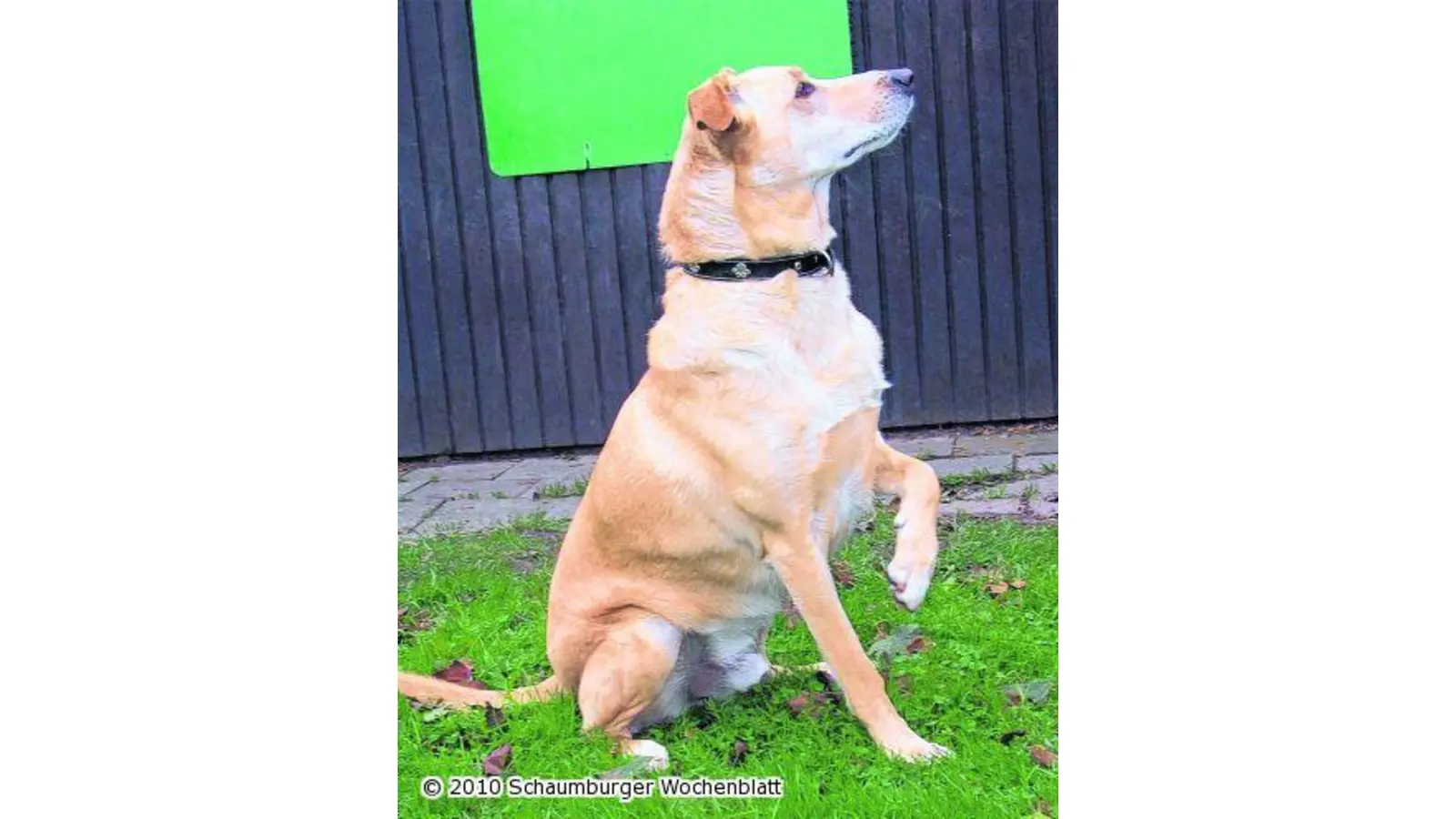 Agiler Hund sucht eine Bleibe (Foto: wtz)