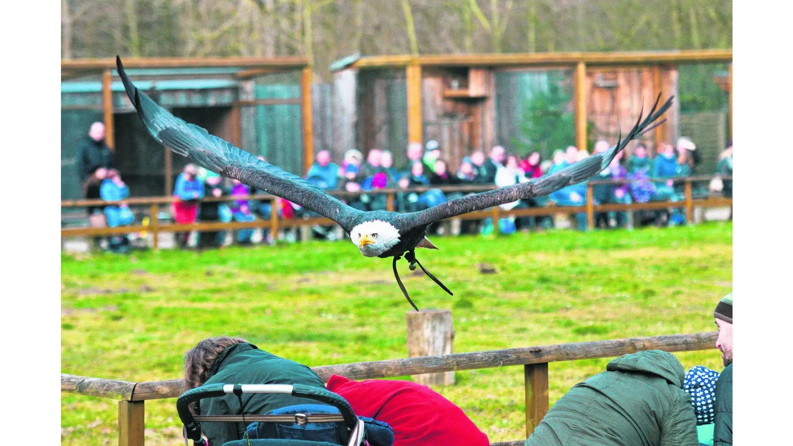 Falkner beenden Winterpause (Foto: gr)