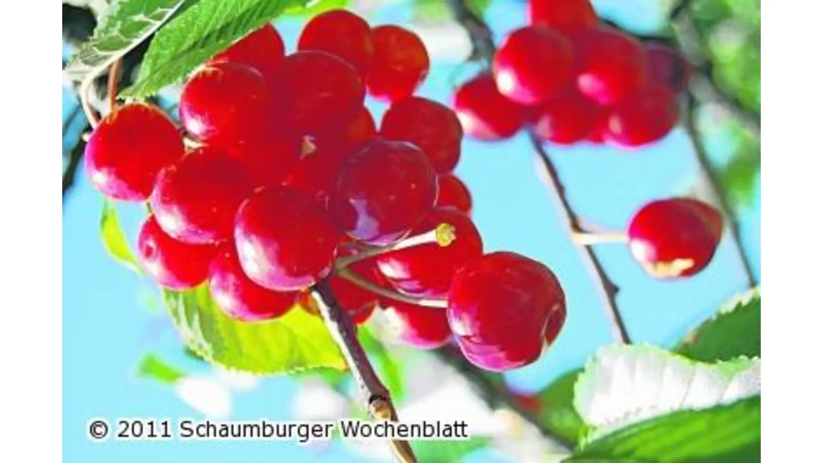 Das Kirschendorf hat noch 685 Kirschbäume (Foto: ste)