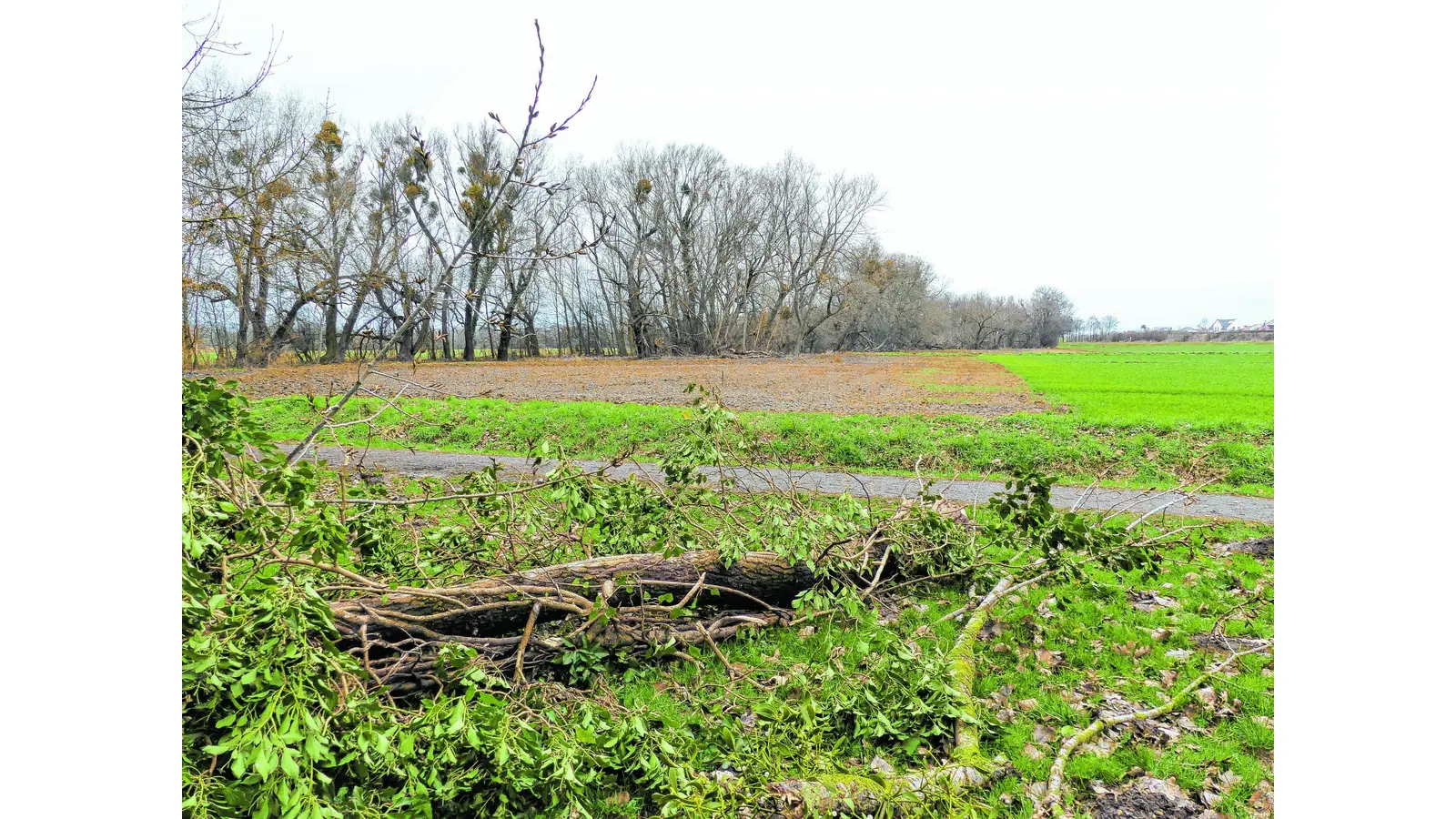 Es fehlen noch weitere Ausgleichsflächen (Foto: al)