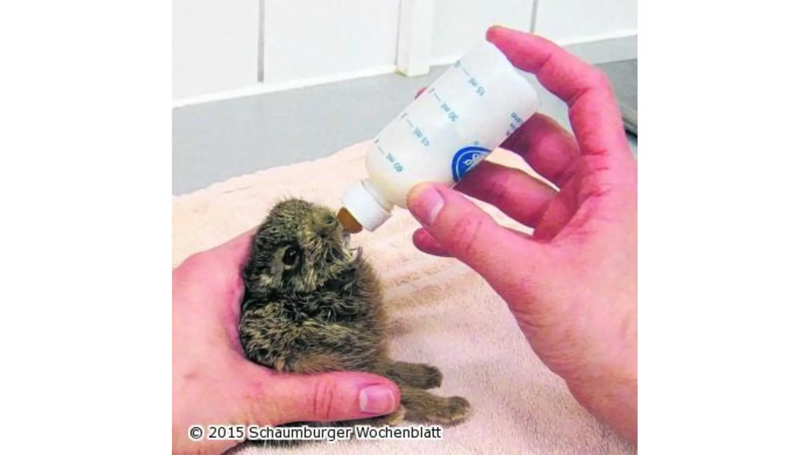 Die jungen Feldhasen nicht stören (Foto: em)
