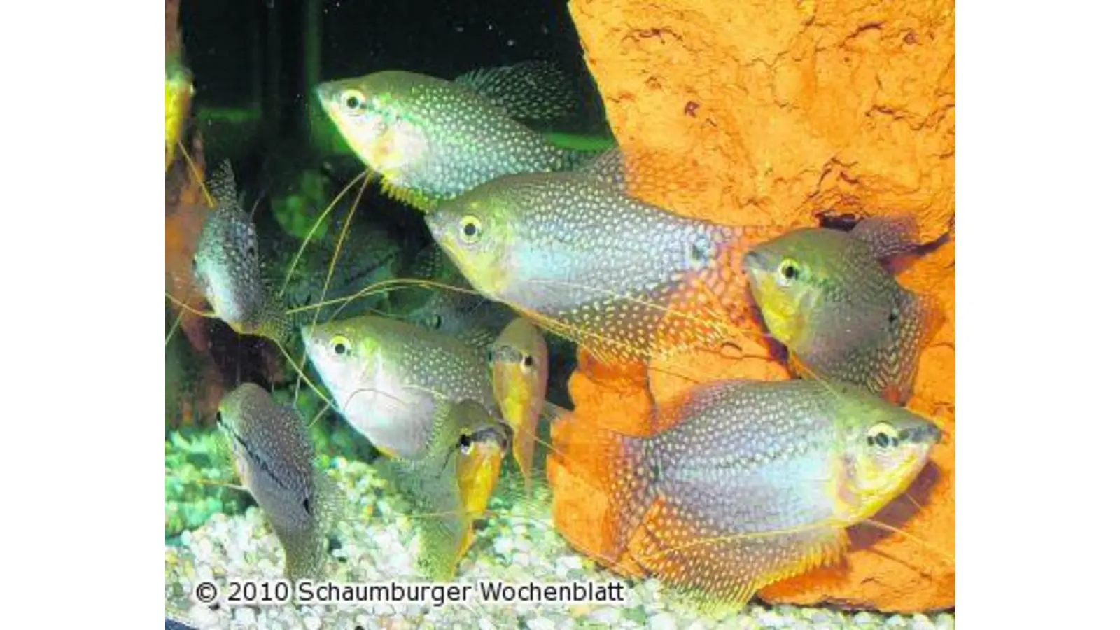 Nano-Aquaristik am Doktorsee (Foto: ste)