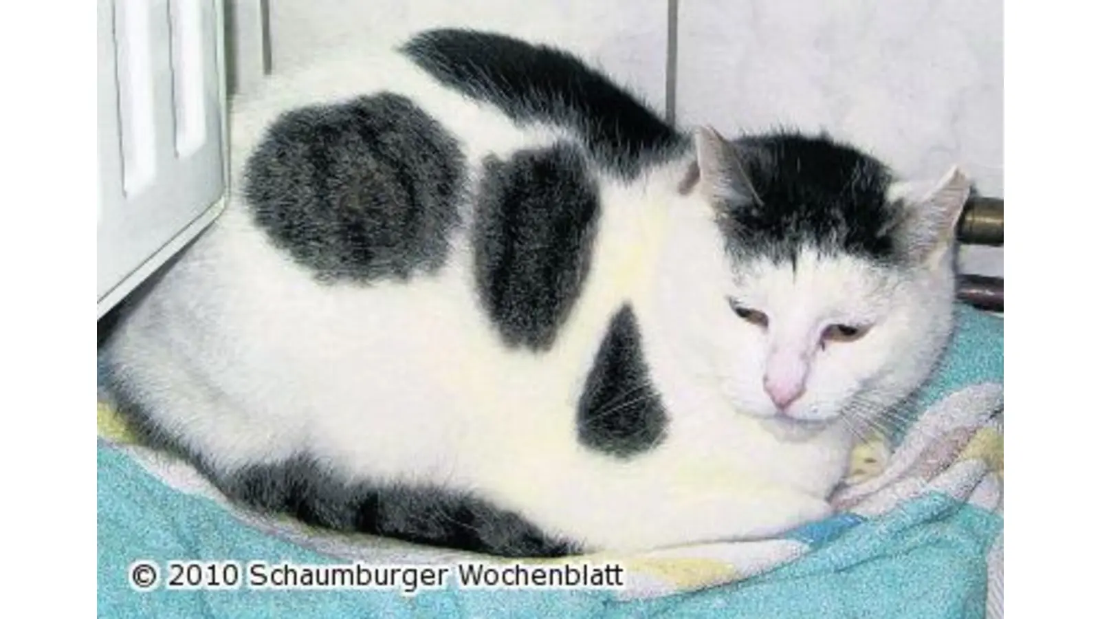 Kuschelkatze Tracy (Foto: red)