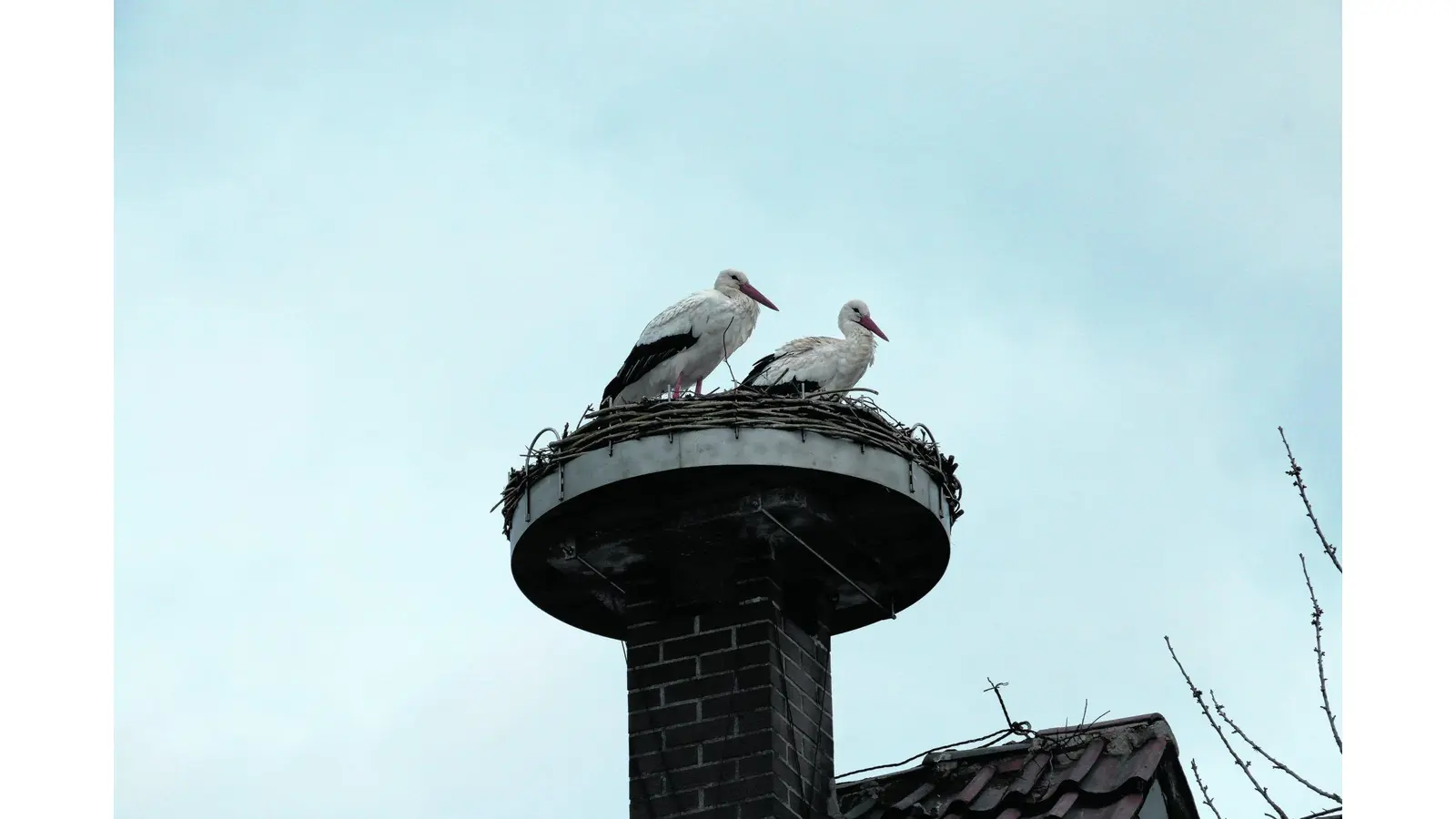 Die Brutsaison kann beginnen (Foto: gi)
