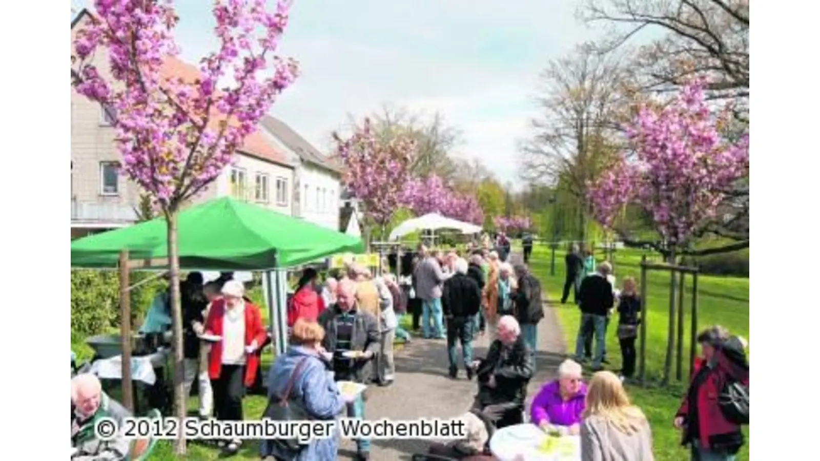 Blühende Kirschen liefern prächtige Kulisse zum Kaffee (Foto: bb)