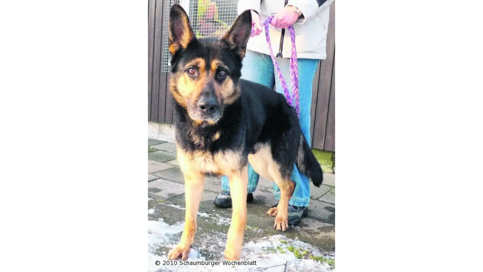 Schäferhund sucht Zuhause (Foto: wtz)