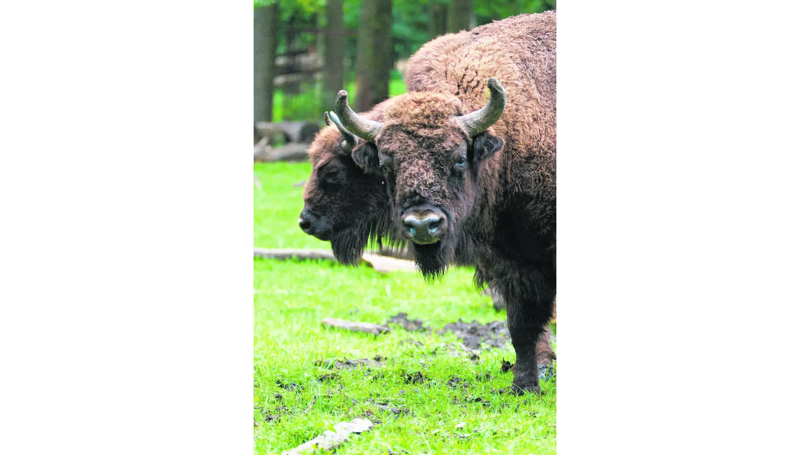 Ein tierisch wildes Vergnügen mit langer Tradition (Foto: red)