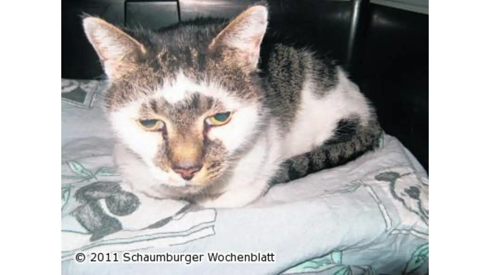 Blinder Kater braucht Hilfe (Foto: pd)