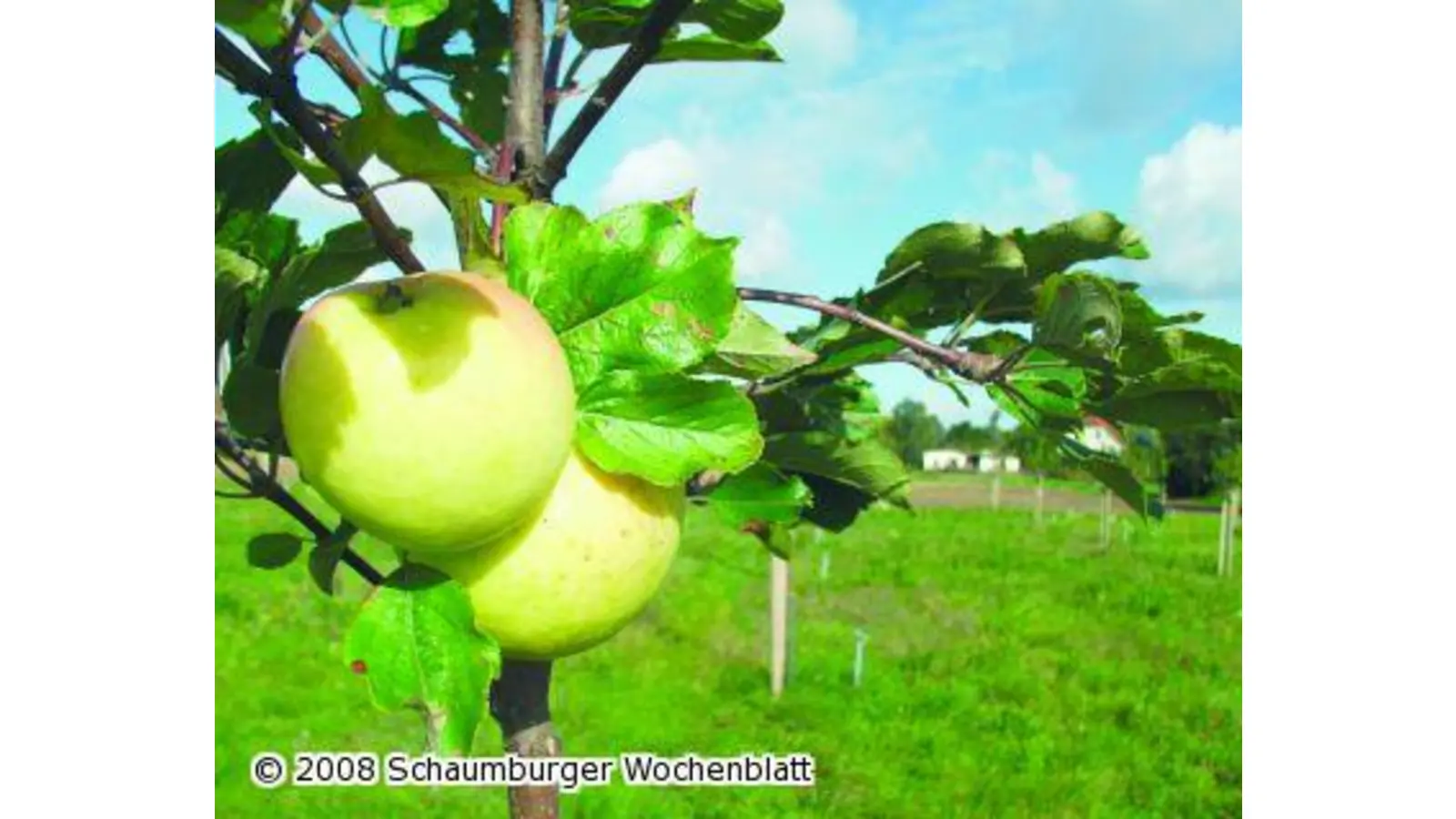 Nabu Rinteln präsentiert sich auf den Apfeltagen (Foto: ste)