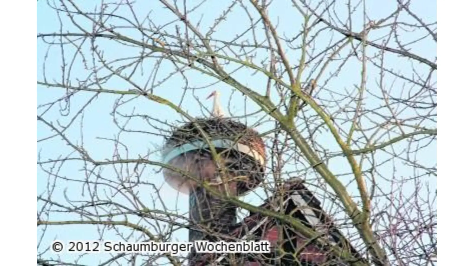 Storchenpaar nimmt Kurs auf die freie Wohnung auf dem Dach (Foto: gi)