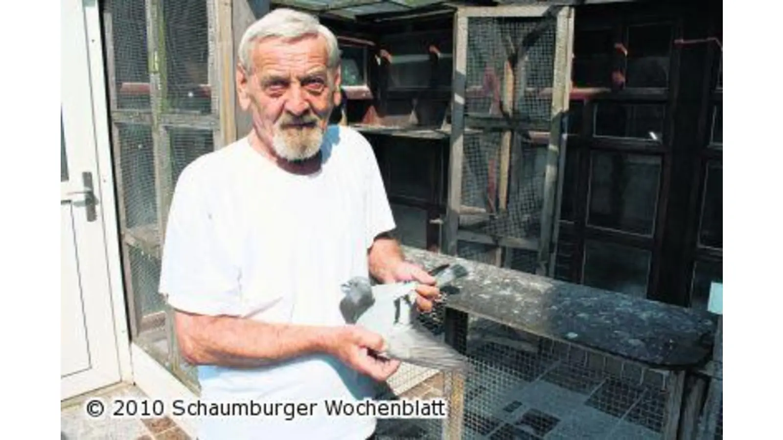 Die Tauben beweisen viel Ausdauer und Können (Foto: rp)